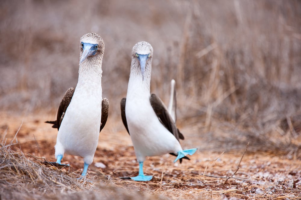 Blue-footed boobys. Blue-footed boobys.