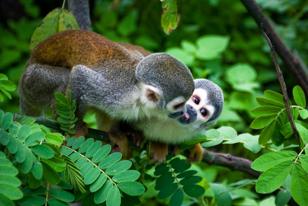 Spot these monkeys in the Ecuadorian Amazon. Spot these monkeys in the Ecuadorian Amazon.