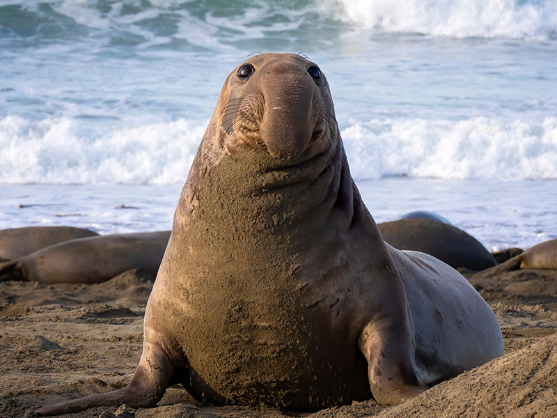 elephant seal elephant seal