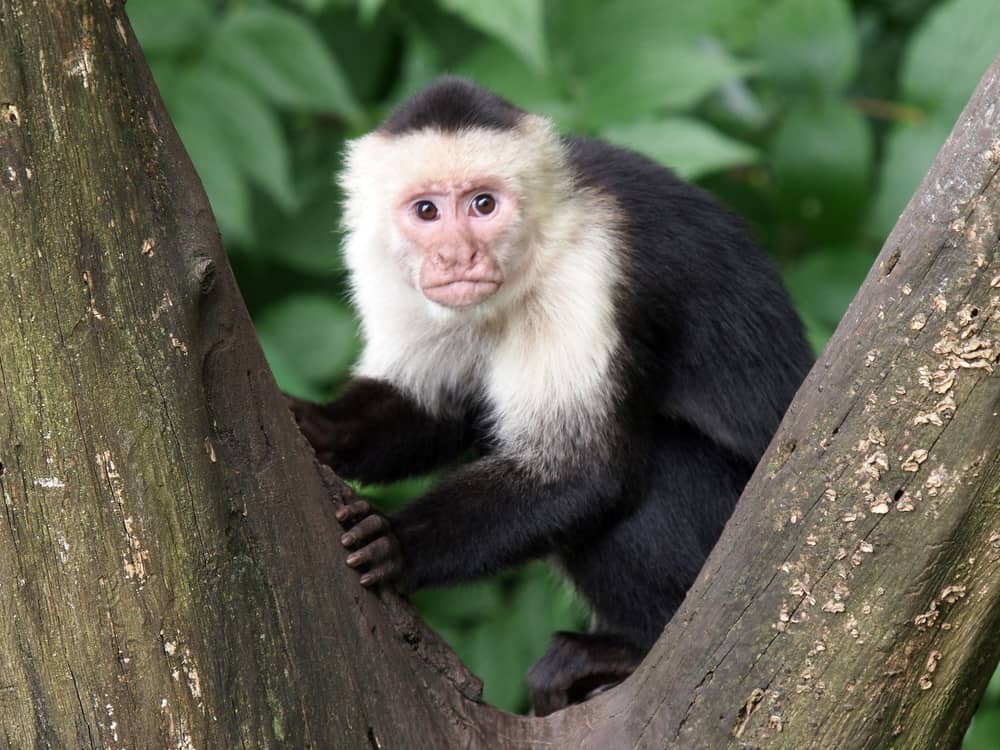 White-headed capuchins in tree White-headed capuchins in tree