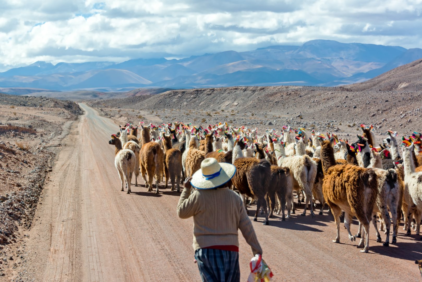 Woman herding llamas on a road near San Pedro de Atacama Woman herding llamas on a road near San Pedro de Atacama