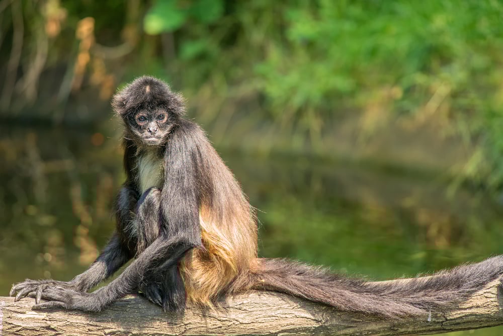 Geoffroy’s spider monkeys in tree in water Geoffroy’s spider monkeys in tree in water