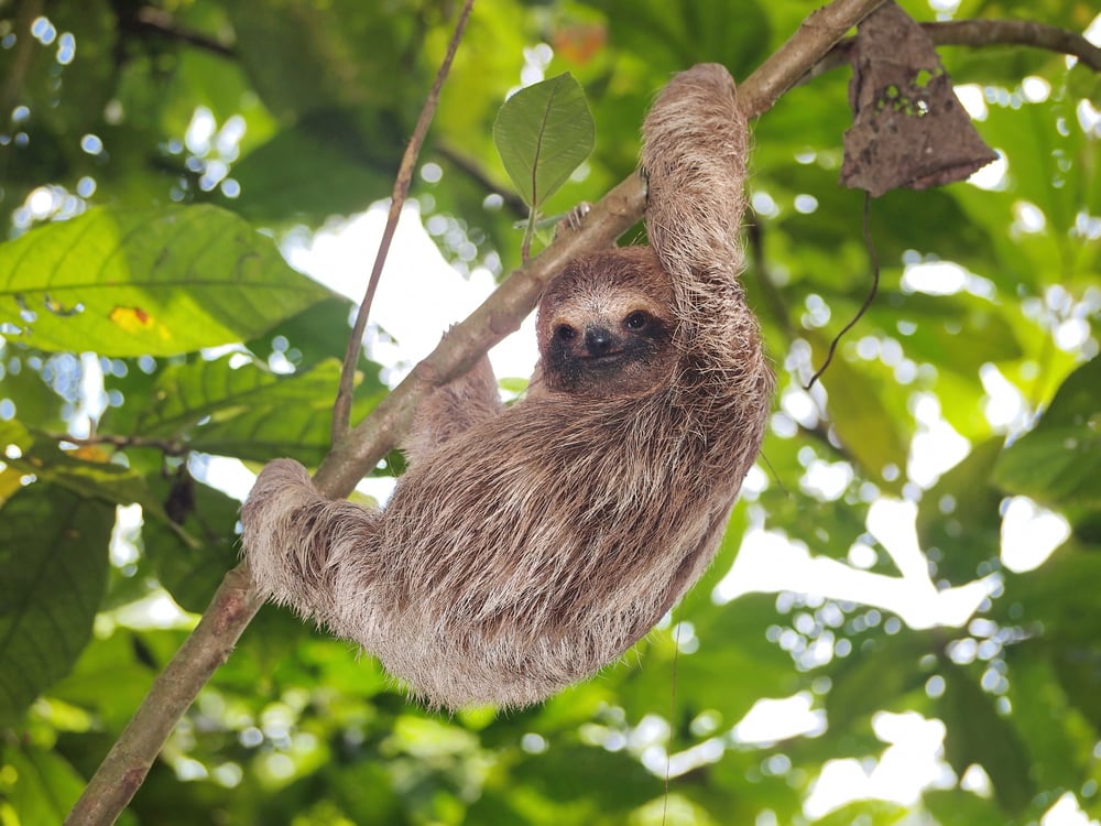 Bradypus sloths in tree Wildlife of the Panama Canal Bradypus sloths in tree Wildlife of the Panama Canal