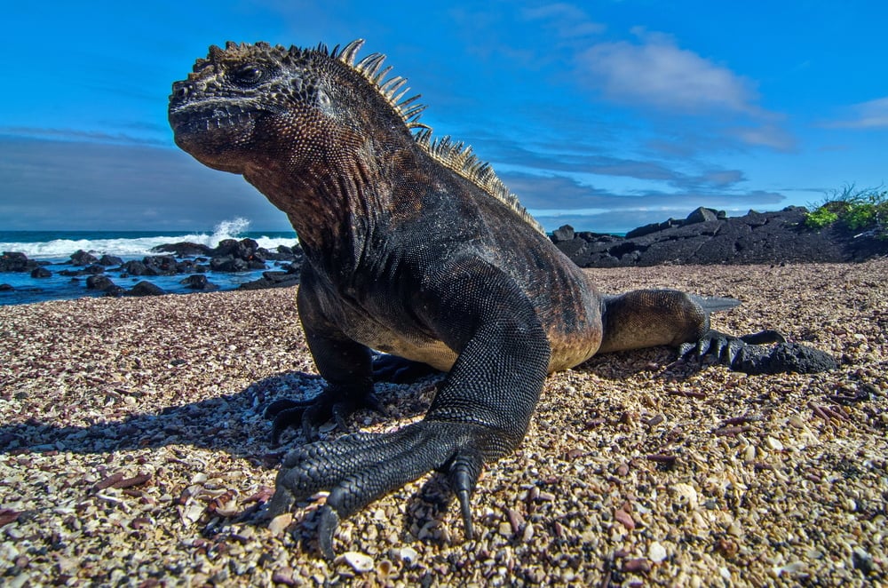 marine iguana in the Galapagos marine iguana in the Galapagos