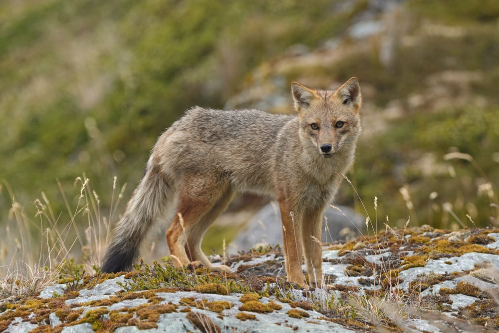 Andean Fox Andean Fox