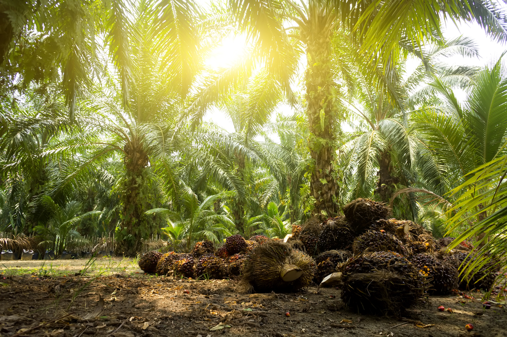 Palm oil plantation in Brazil. Palm oil plantation in Brazil.