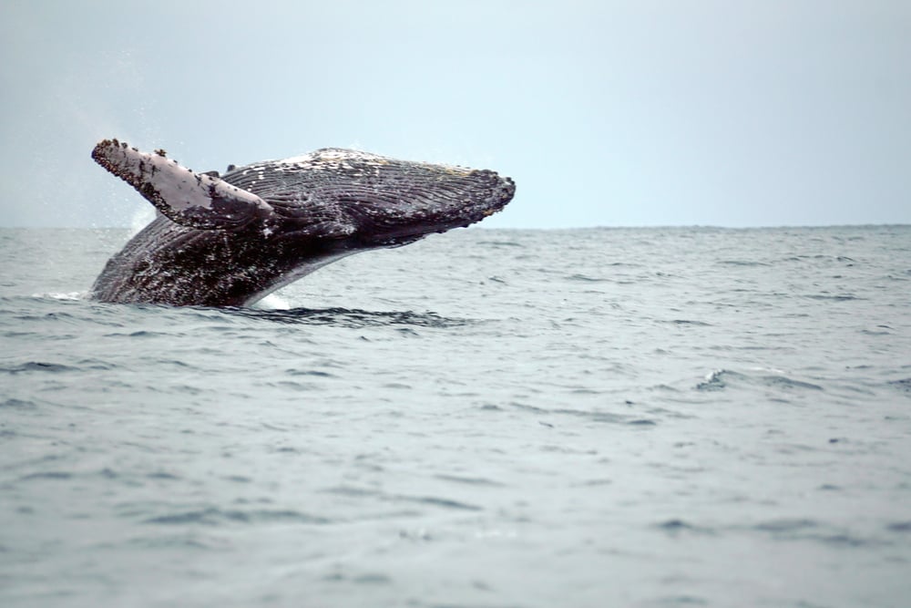 Humpback Whale swimming in the Pacific ocean at Puerto Lopez, Ecuador Humpback Whale swimming in the Pacific ocean at Puerto Lopez, Ecuador
