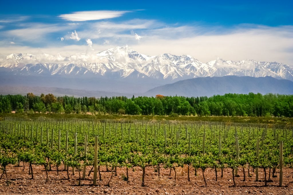 Rows of vineyards in Mendoza rows of vineyards in Mendoza