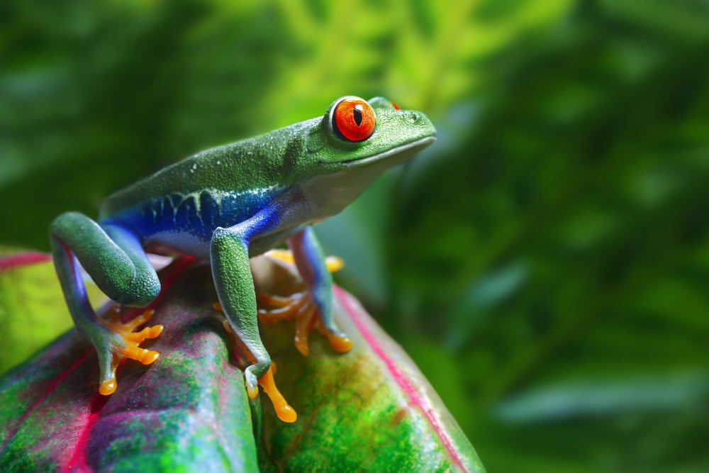 Red-eyed tree frog Red-eyed tree frog