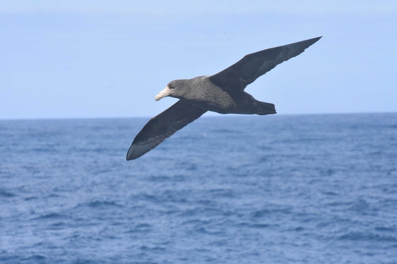 southern giant petrel southern giant petrel