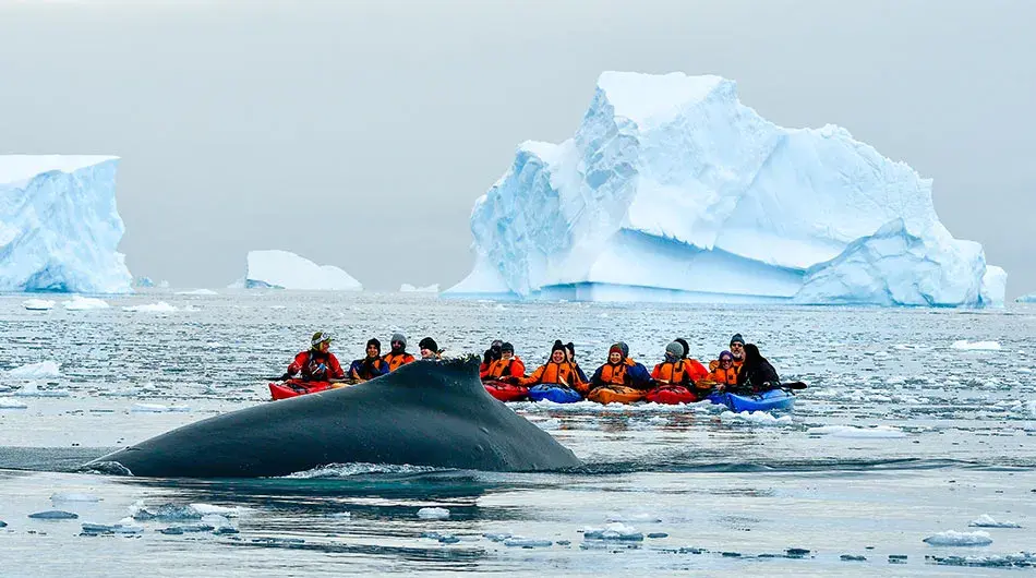 kayaking kayak with whale in Antarctica
