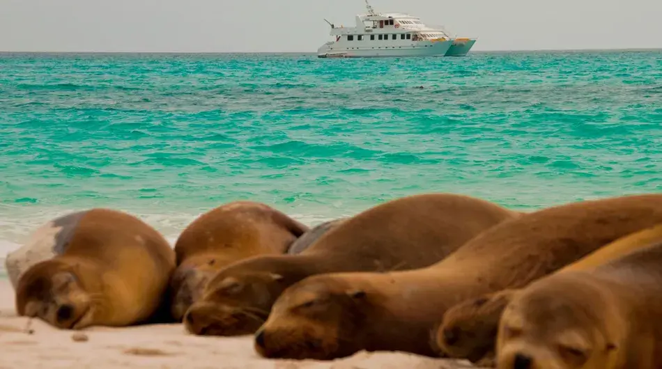 Seaman Journey ship with the background with seals in the foreground Seaman Journey ship with the background with seals in the foreground