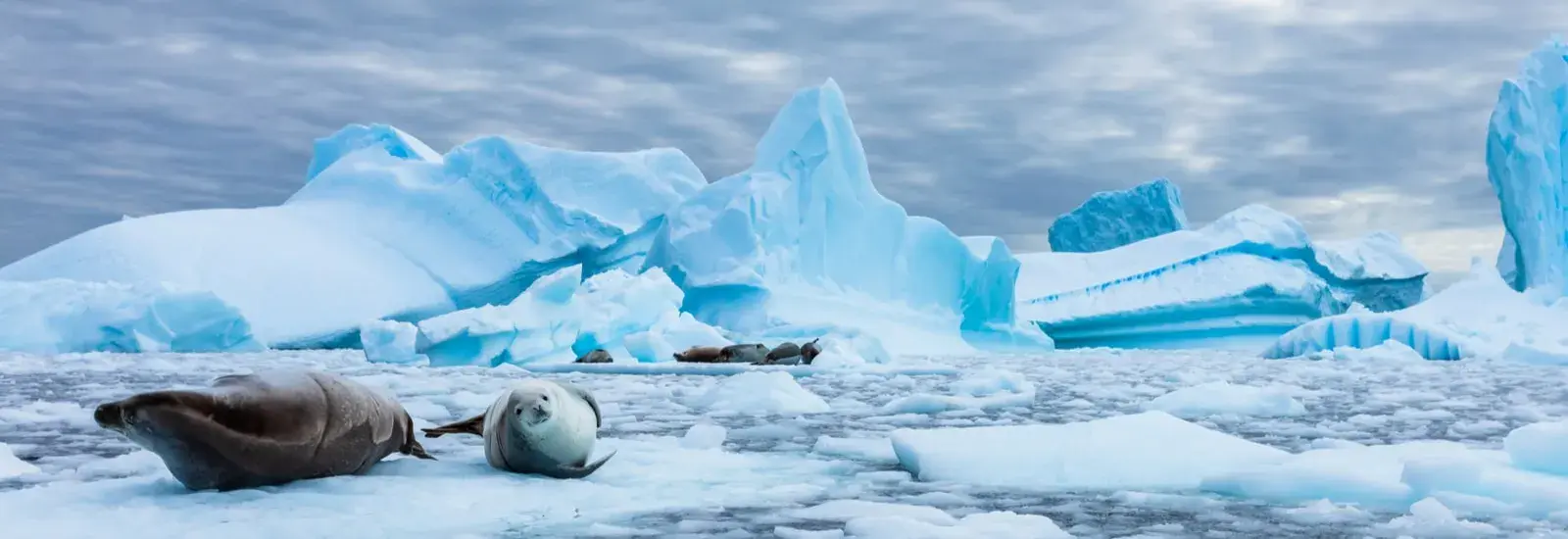 Across the Antarctic Circle: Punta Arenas to Ushuaia | Sylvia Earle Across the Antarctic Circle: Punta Arenas to Ushuaia | Sylvia Earle