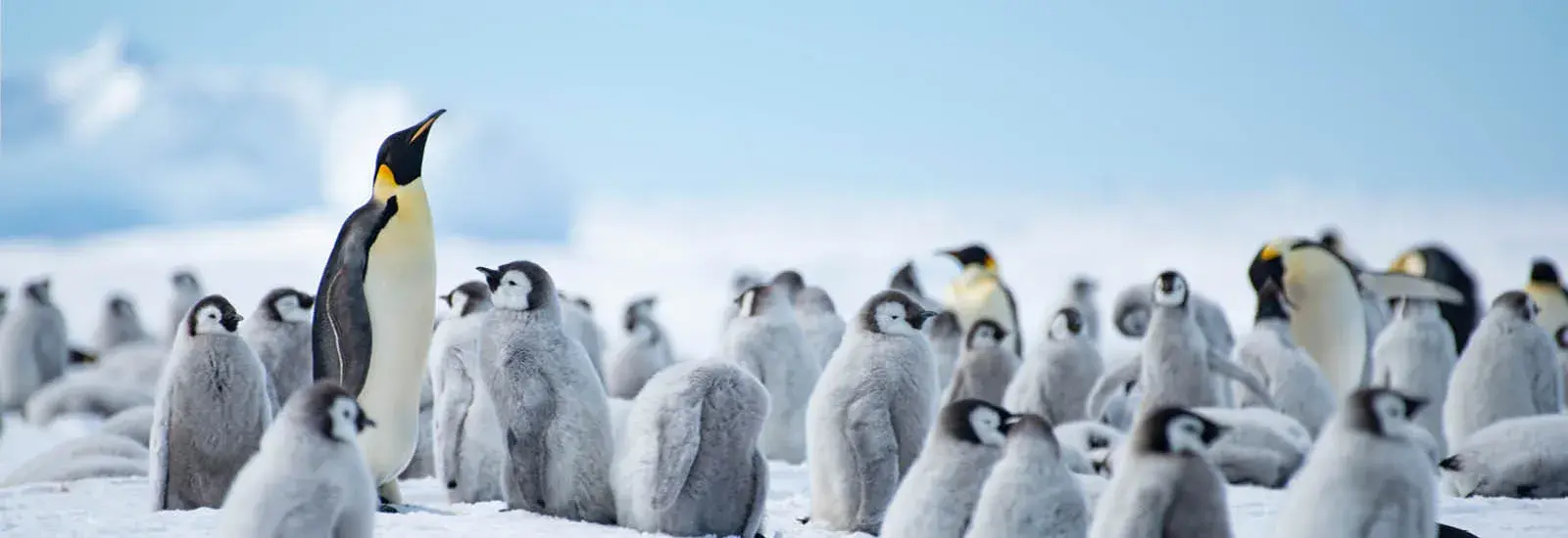 Baby Penguins & Blue Tunnels | White Desert Baby Penguins & Blue Tunnels | White Desert