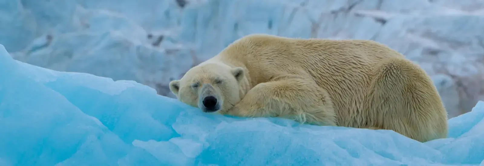 Around Spitsbergen - In the realm of the Polar Bear | Ortelius Around Spitsbergen - In the realm of the Polar Bear | Ortelius