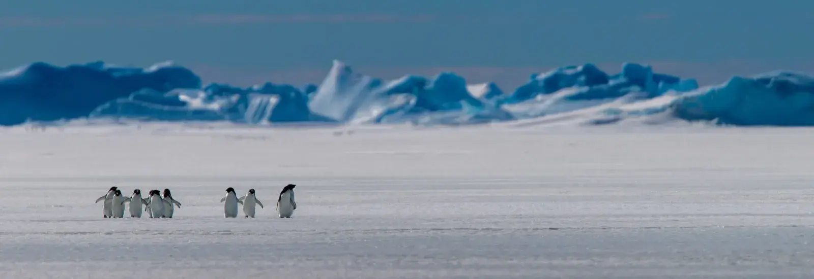 Across the Antarctic Circle: Ushuaia Roundtrip | Sylvia Earle Across the Antarctic Circle: Ushuaia Roundtrip | Sylvia Earle