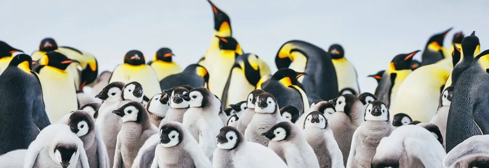Emperor Penguin Quest: Snow Hill | Ultramarine Emperor Penguin Quest: Snow Hill | Ultramarine