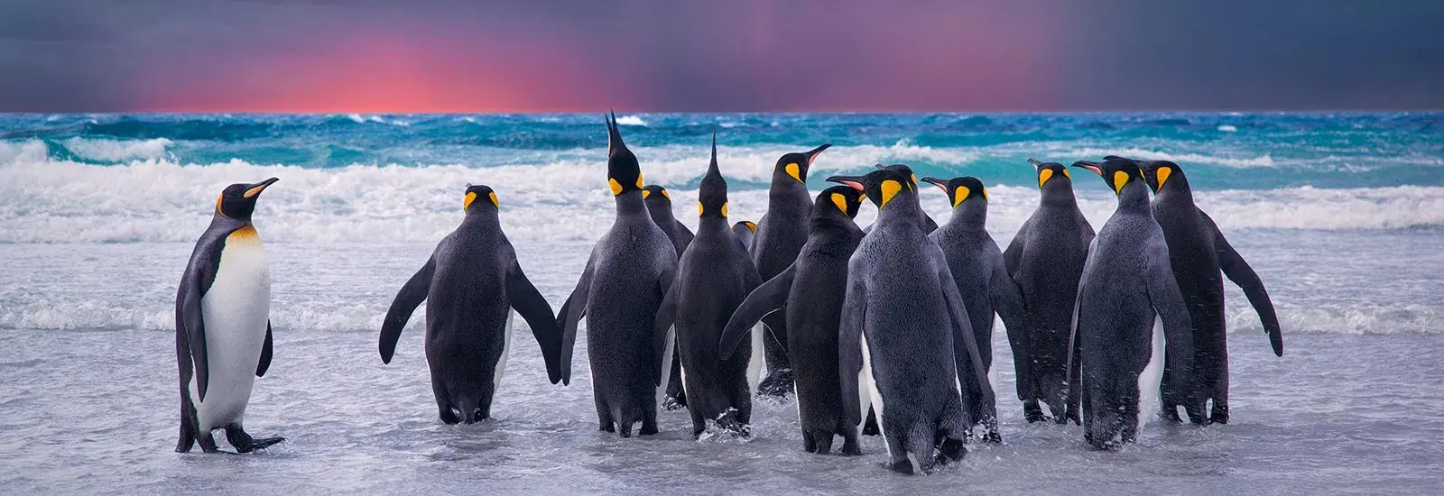Penguin Safari: South Georgia & Antarctic Peninsula | World Voyager Penguin Safari: South Georgia & Antarctic Peninsula | World Voyager