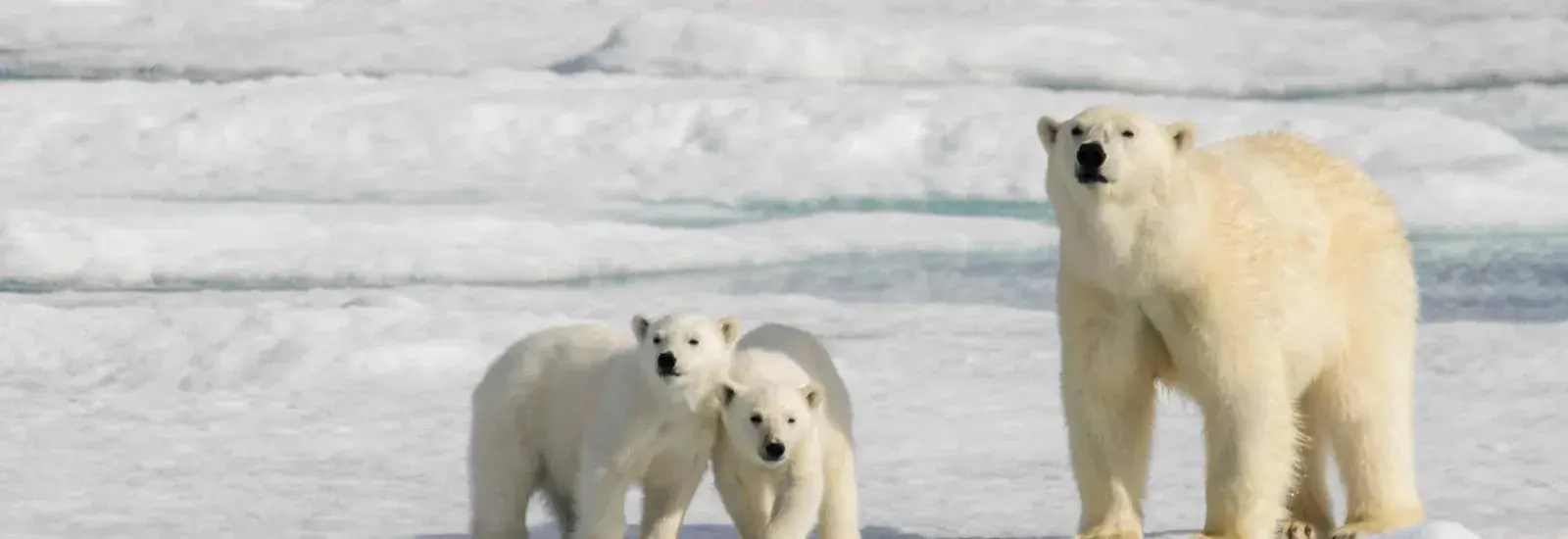North Spitsbergen Explorer | Plancius North Spitsbergen Explorer | Plancius