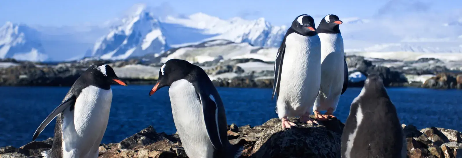 Classic Antarctica 10 Days | MV Ushuaia Classic Antarctica 10 Days | MV Ushuaia