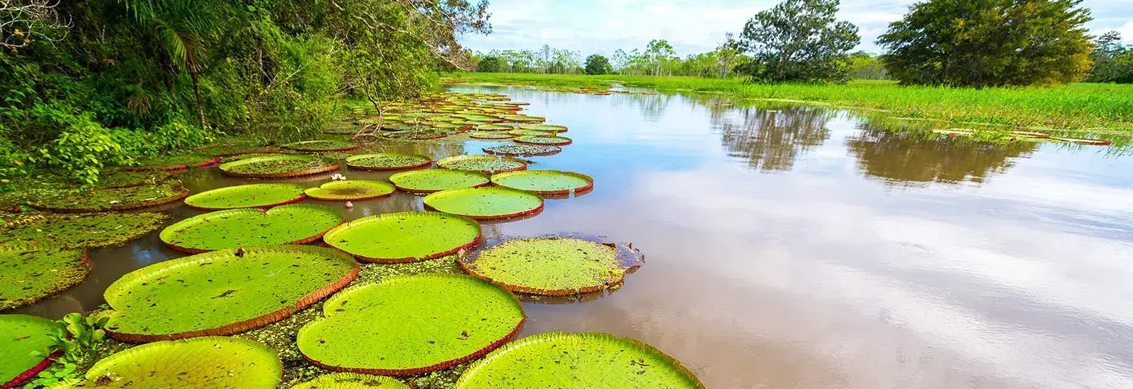 Ecuador Amazon Extension | Sacha Lodge Ecuador Amazon Extension | Sacha Lodge