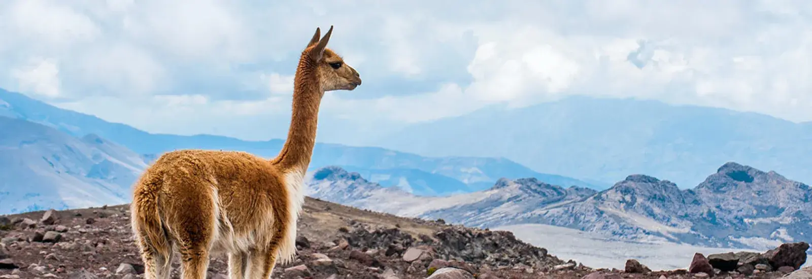 Andes_Wildlife_Header.jpg Andes_Wildlife_Header.jpg