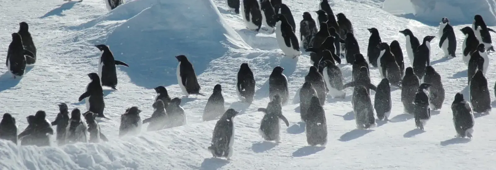 Antarctica_Wildlife_Penguins_shutterstock_7770883-1624x1080.jpg Antarctica_Wildlife_Penguins_shutterstock_7770883-1624x1080.jpg