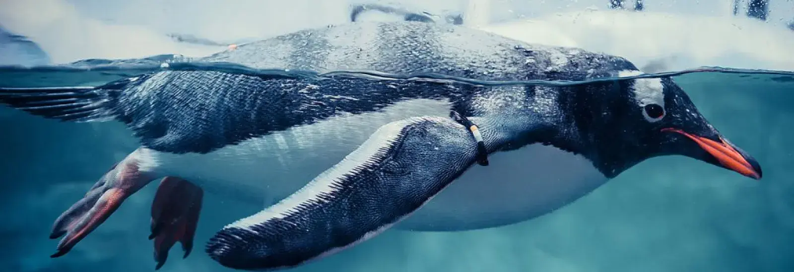 Penguin-Header_1-1024x384.jpg Penguin-Header_1-1024x384.jpg