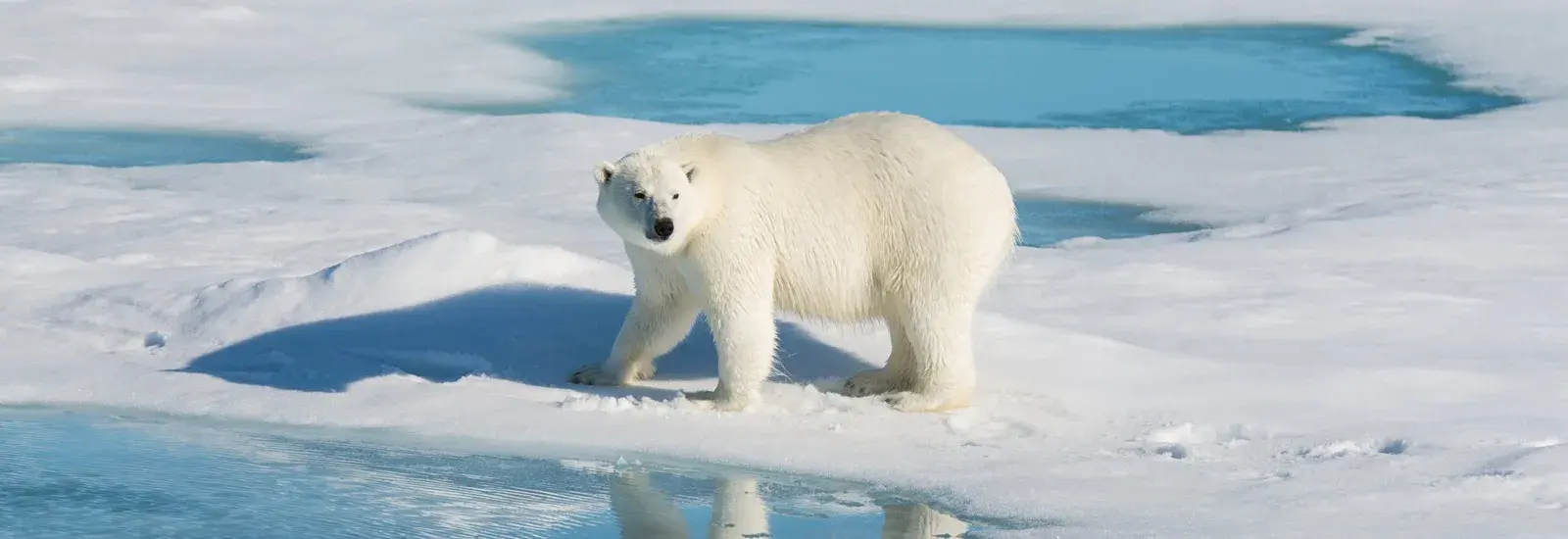 Into the Northwest Passage 2027 | Ocean Victory Into the Northwest Passage 2027 | Ocean Victory