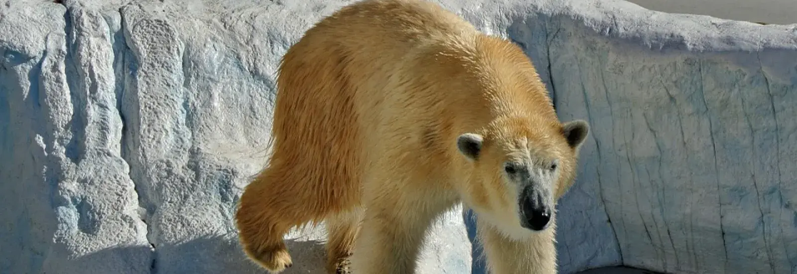 Polar-bear2.jpg Polar-bear2.jpg