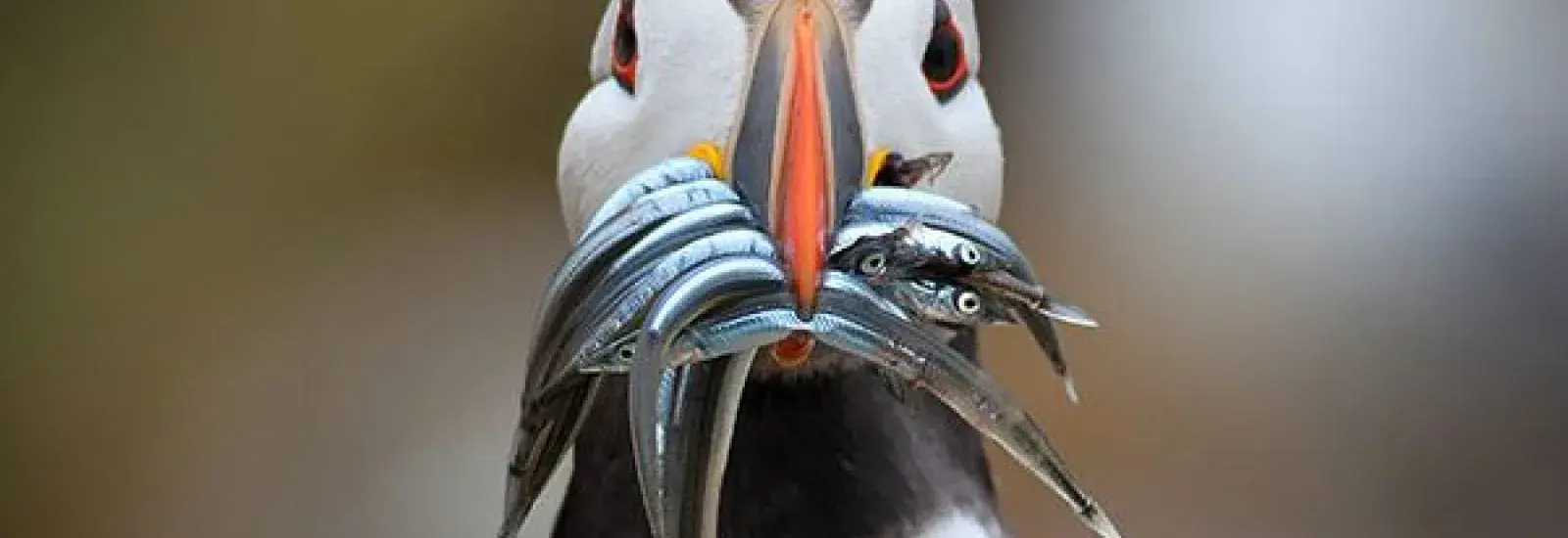 Puffin-600x358.jpg Puffin-600x358.jpg