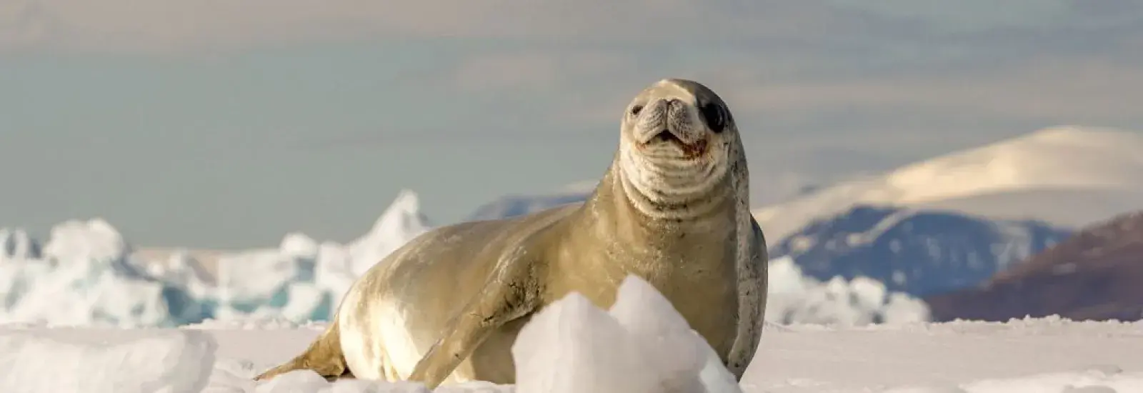Seal-Header-1024x384.jpg Seal-Header-1024x384.jpg