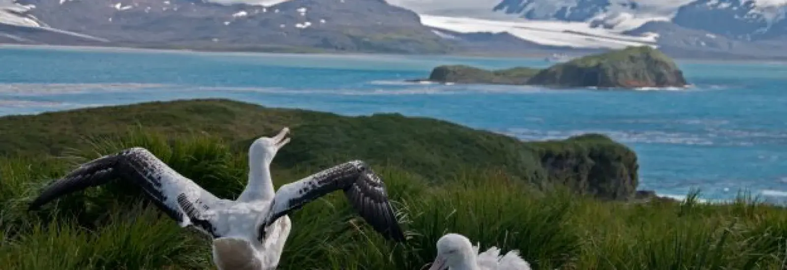 Wandering_Albatross_shutterstock_108941345-sm-e1637811981780.jpg Wandering_Albatross_shutterstock_108941345-sm-e1637811981780.jpg
