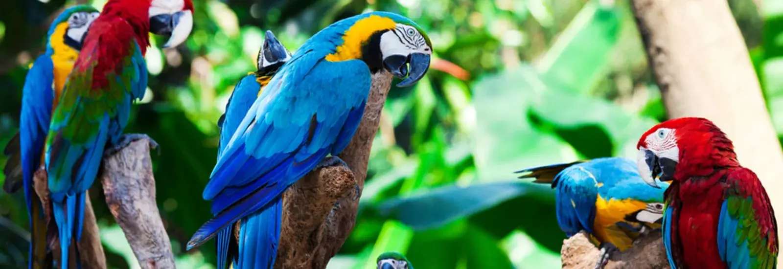 Amazon_Parrots_shutterstock_64558576.jpg Amazon_Parrots_shutterstock_64558576.jpg