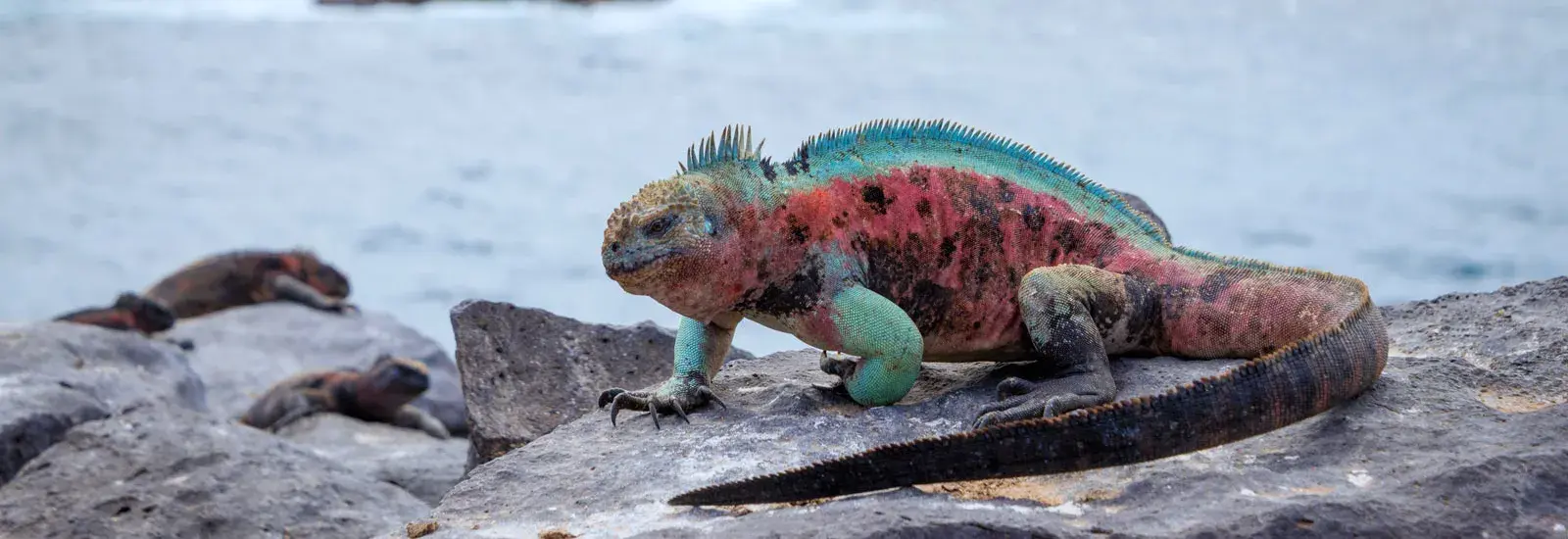 Galapagos South Eastern Islands Cruise | Endemic Galapagos South Eastern Islands Cruise | Endemic