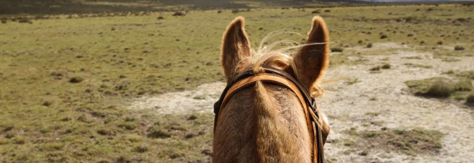 horse.png horse.png