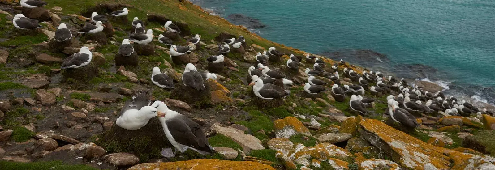 Antarctica, South Georgia & the Falkland Islands | Pursuit Antarctica, South Georgia & the Falkland Islands | Pursuit