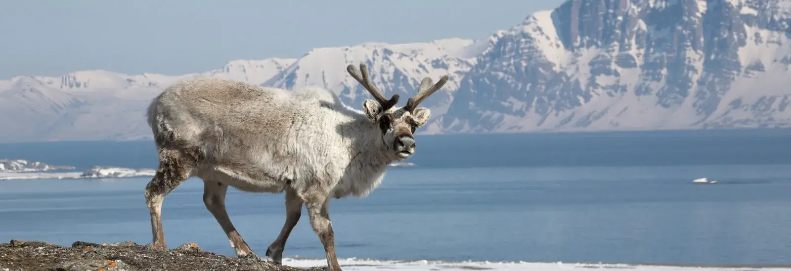 Svalbard Circumnavigation: Ultimate Arctic Quest | Ocean Albatros Svalbard Circumnavigation: Ultimate Arctic Quest | Ocean Albatros