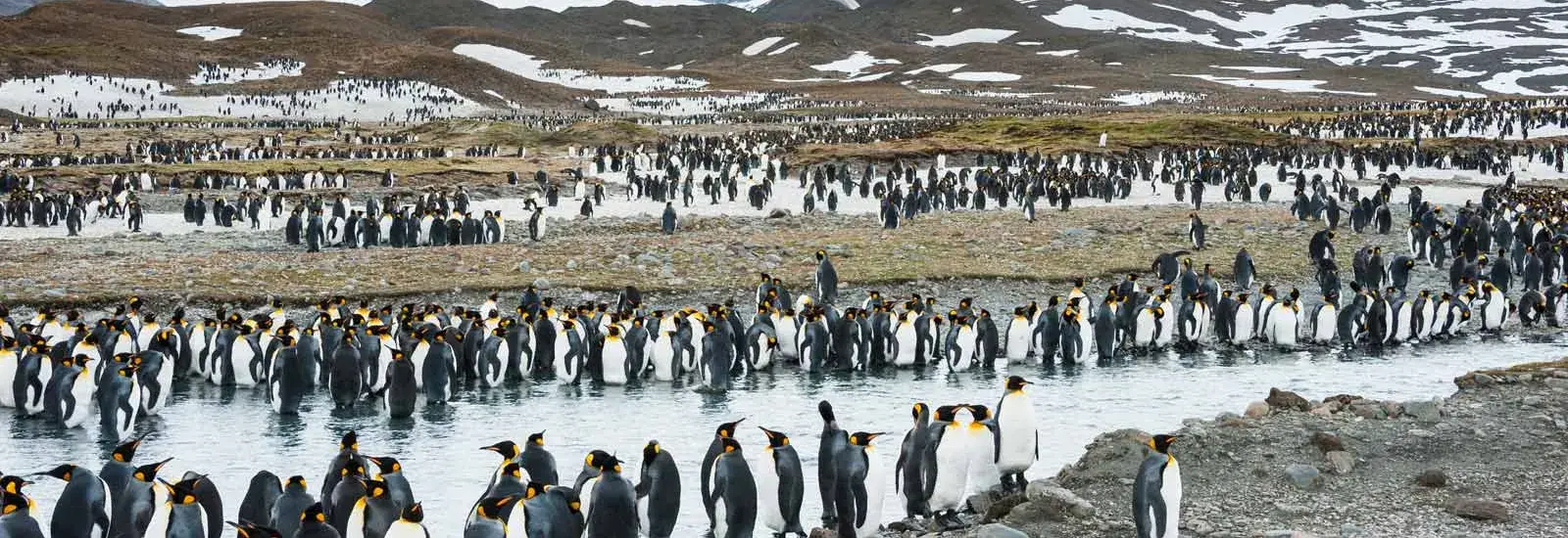 Penguin Safari: South Georgia & Antarctica | Ocean Explorer Penguin Safari: South Georgia & Antarctica | Ocean Explorer