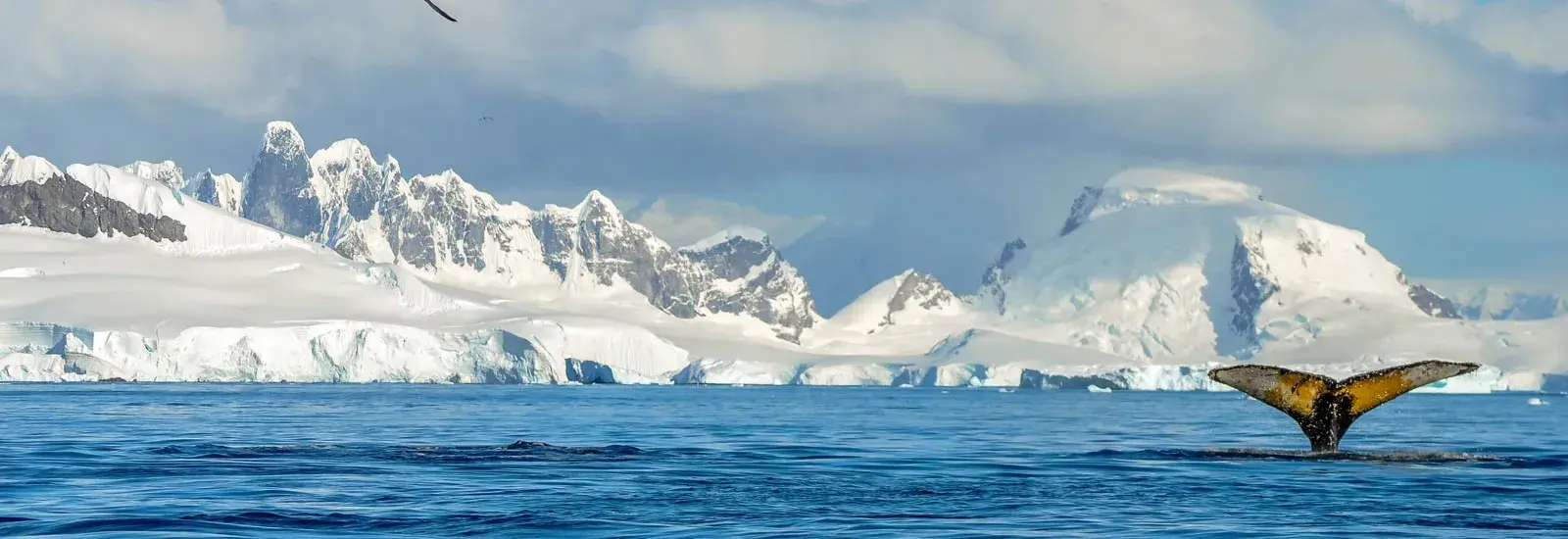 Antarctic Express: Fly the Drake | Ocean Explorer Antarctic Express: Fly the Drake | Ocean Explorer