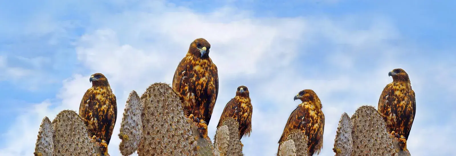 South & Central Islands Cruise | Galapagos Angel South & Central Islands Cruise | Galapagos Angel