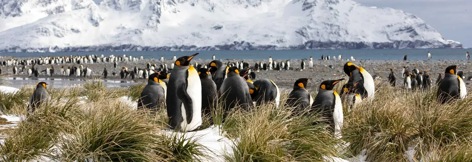 Falkland Islands, South Georgia & Antarctica | Ocean Victory Falkland Islands, South Georgia & Antarctica | Ocean Victory