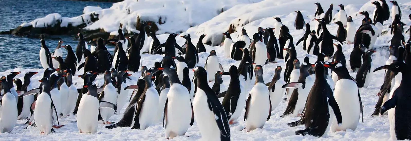 Antarctica - Discovery and Learning Voyage | Hondius Antarctica - Discovery and Learning Voyage | Hondius