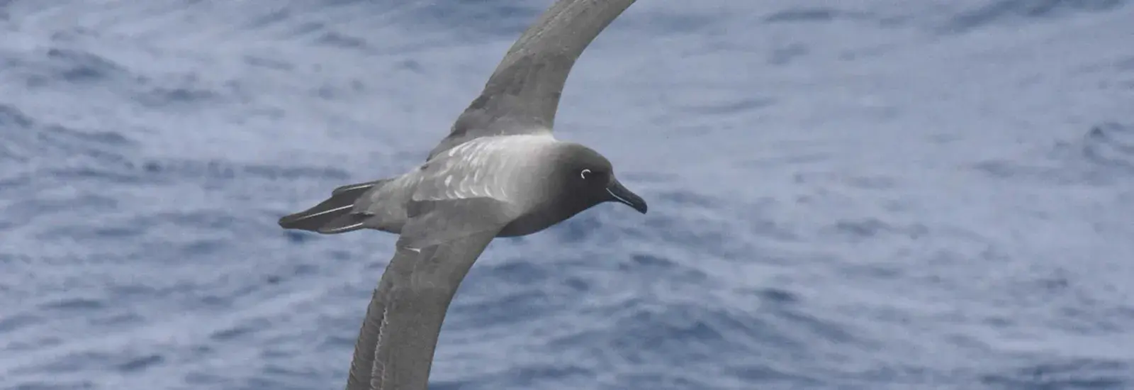 light-mantled-albatross.jpg light-mantled-albatross.jpg