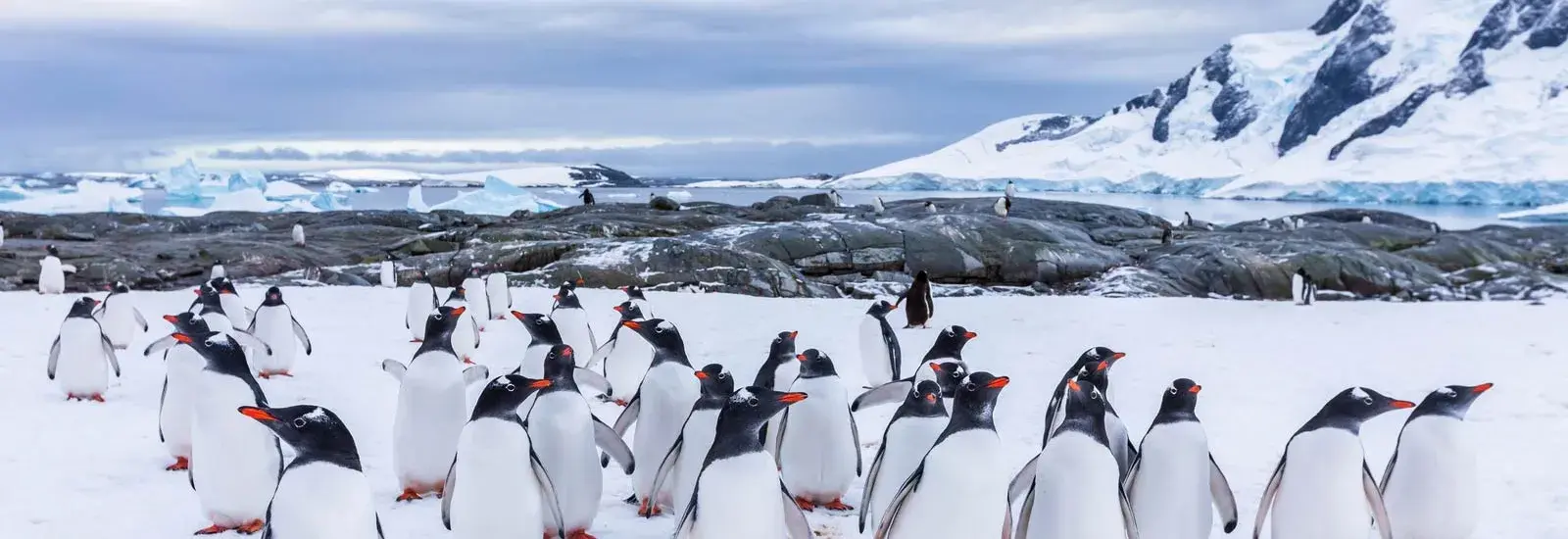 Gentoo-Penguins-Hero.jpg Gentoo penguins in Antarctica