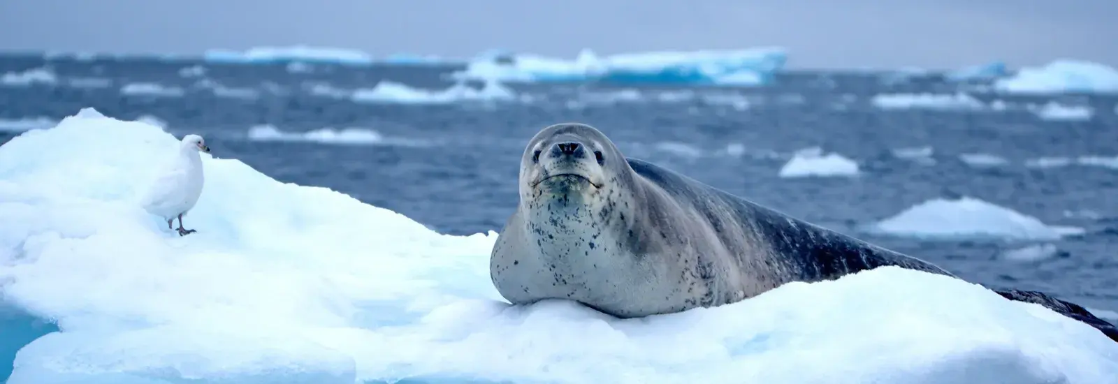 Antarctic Peninsula: An Explorer's Expedition | Ocean Nova Antarctic Peninsula: An Explorer's Expedition | Ocean Nova