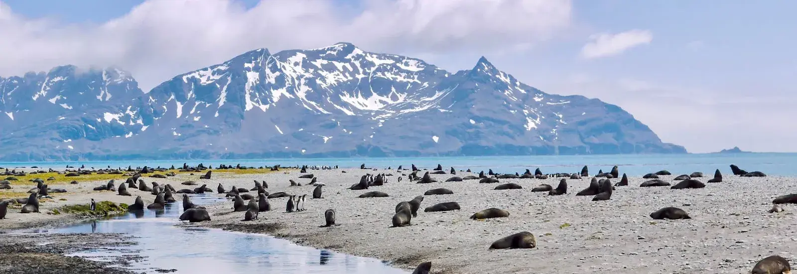 Falklands, South Georgia & Antarctica from Puerto Madryn | Hondius Falklands, South Georgia & Antarctica from Puerto Madryn | Hondius