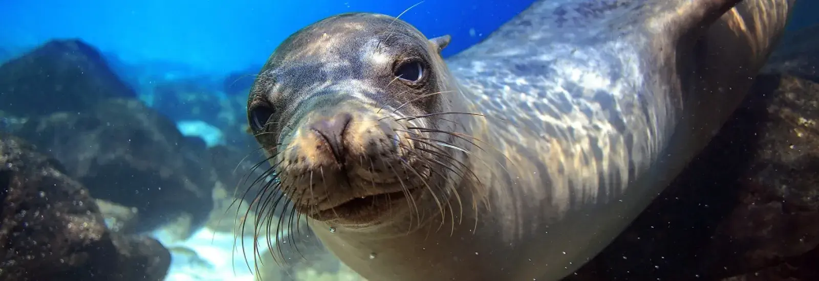Galapagos 8 Day Cruise B | Natural Paradise Galapagos 8 Day Cruise B | Natural Paradise