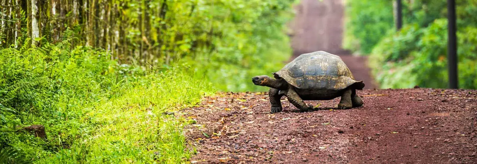 Galapagos Northern Islands Cruise | Elite Galapagos Northern Islands Cruise | Elite