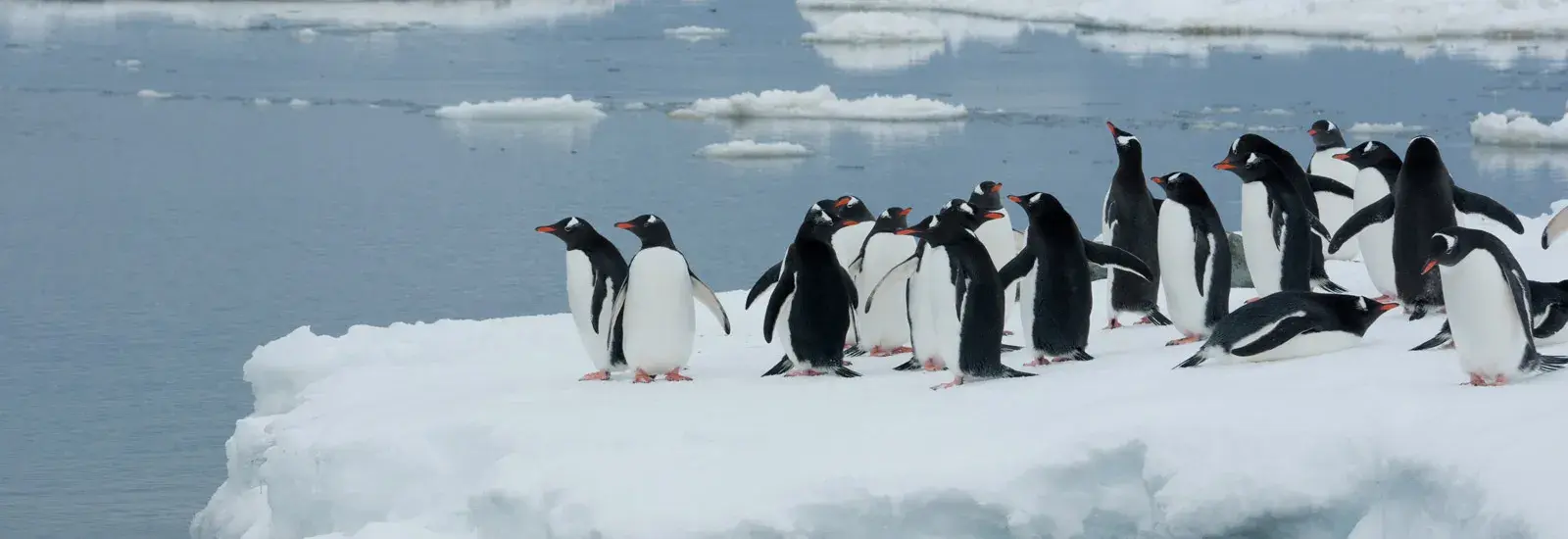 Antarctica Classic | MS Expedition Antarctica Classic | MS Expedition